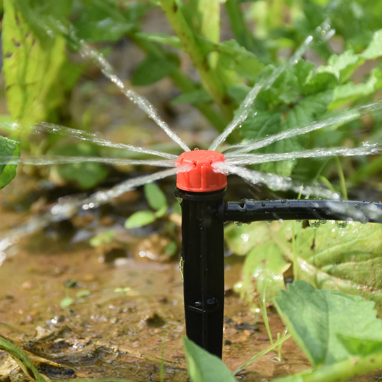 kf-S3ef168e29893443a8b5253bba08d072dZ