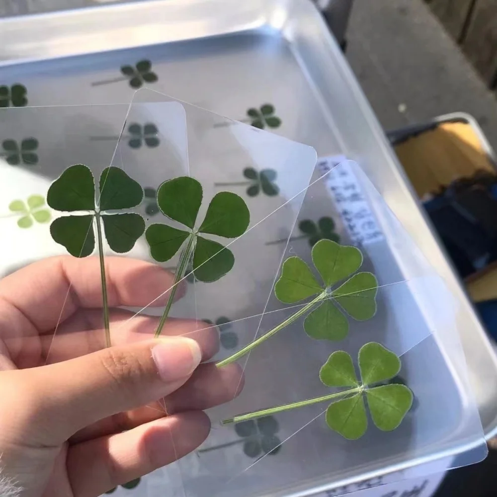 5Pcs Lucky Clover Postcards Natural Grass Transparent Wishing Cards Ideal for Bookmarks Decorations Reading Aid Bookmarks