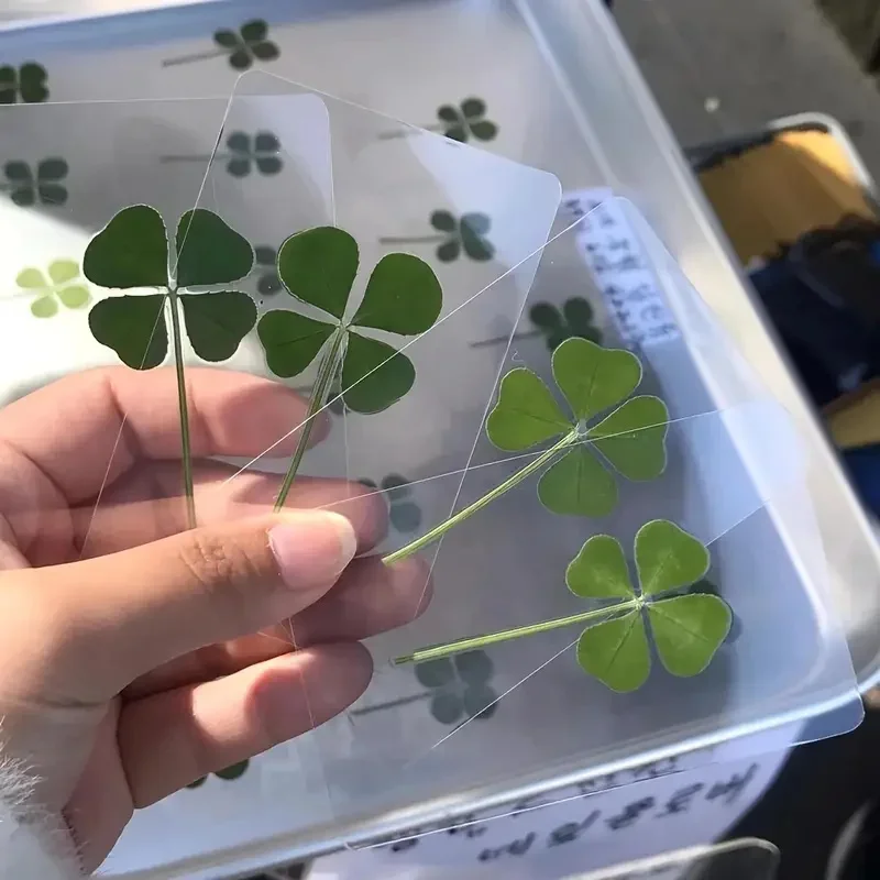 New 5Pcs Lucky Clover Postcards Natural Grass Transparent Wishing Cards Ideal for Bookmarks & Decorations Perfect Holiday Gifts