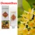 Osmanthus-New