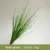 Reed grass