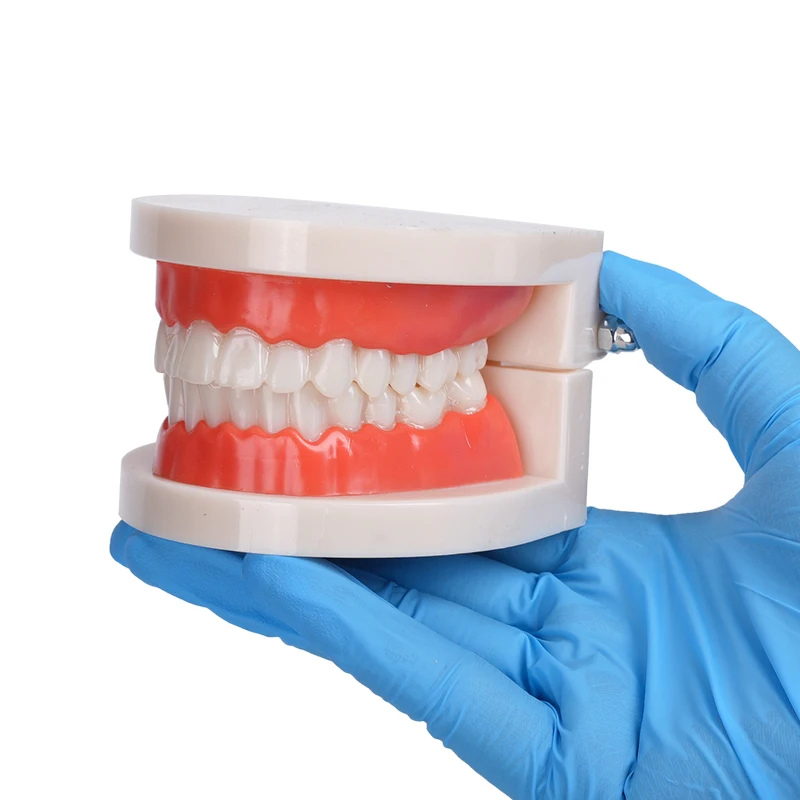 White Dental Adult Teeth Model for Teaching Study Typodont Demonstration Training Life-Size Dental Arch Model